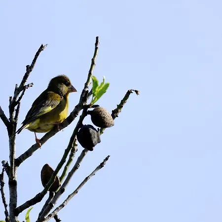 度假居 Delightful, Authentic Quinta With Pool